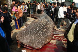 福建石狮渔民捕获一条约8米长的 金钱鲨