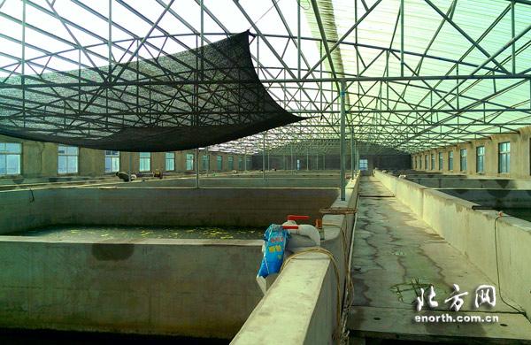 北辰区工厂化养殖水产品反季销售鼓了农民荷包-新闻中心-北方网